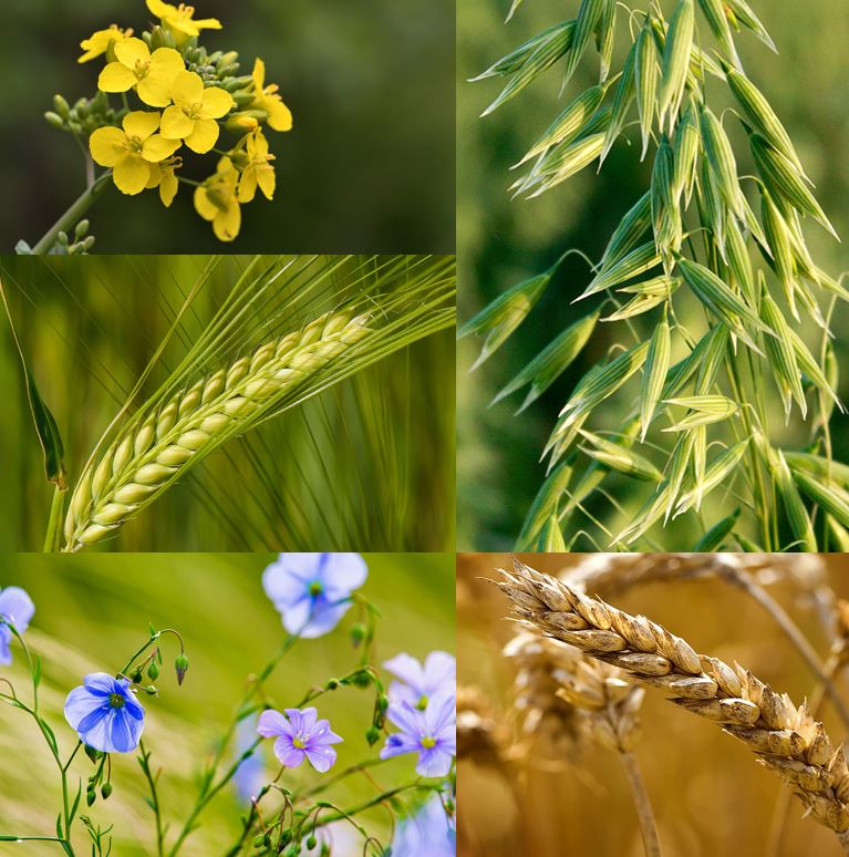 Various images of arable crops